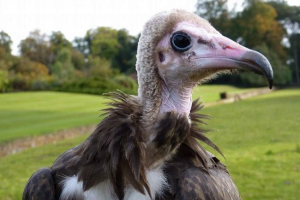 Національний географічний постріл відео про те, що таке їжа у гривці Національний географічний постріл відео про те, що таке їжа у гривці